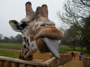 Cotswold Wildlife Park